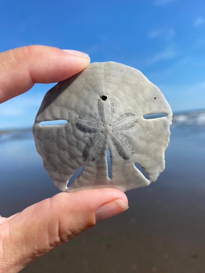 Uverito Sand Dollar B&B Las Tablas Kültér fotó